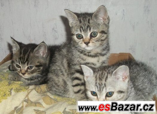 Britská koťata stříbrná tečkovaná s PP WHISKAS – fotografie 3