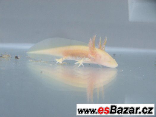 AXOLOTL MEXICKÝ PEON 130 kč / kus, POSLEDNÍCH 9 – fotografie 1
