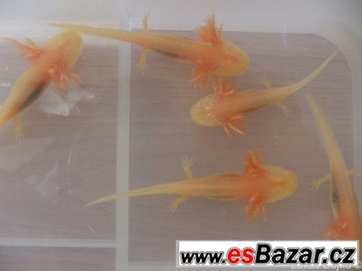 AXOLOTL MEXICKÝ PEON 130 kč / kus, POSLEDNÍCH 9 – fotografie 2