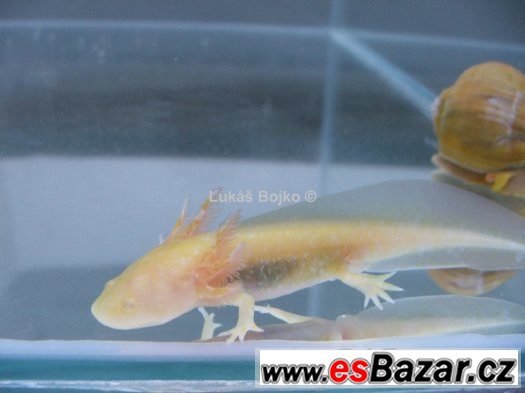 AXOLOTL MEXICKÝ ZBARVENÍ PEON. GREEN od 50 kč – fotografie 1