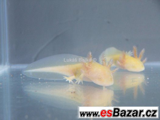 AXOLOTL MEXICKÝ ZBARVENÍ PEON. GREEN od 50 kč – fotografie 2