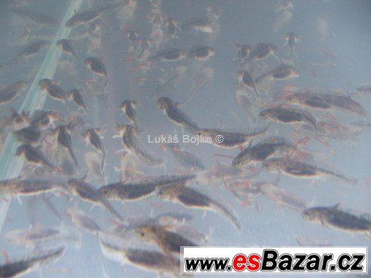 AXOLOTL MEXICKÝ ZBARVENÍ PEON. GREEN od 50 kč – fotografie 5