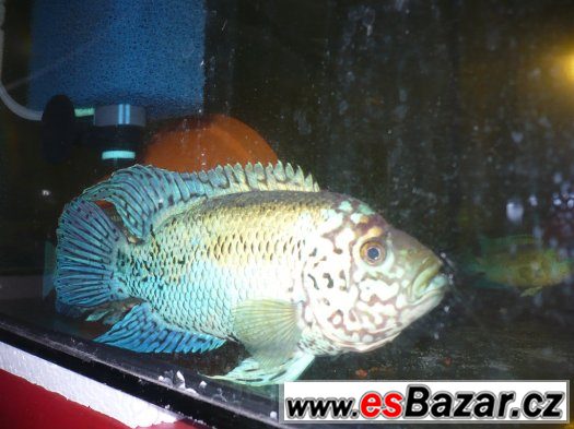 Electric Blue Jack Dempsey – fotografie 1
