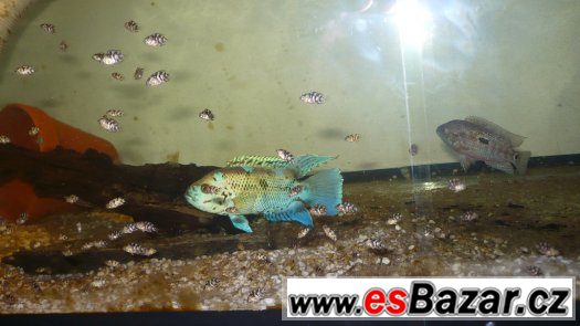 Electric Blue Jack Dempsey – fotografie 2