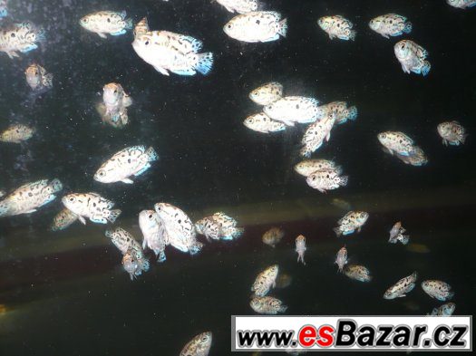 Electric Blue Jack Dempsey – fotografie 3