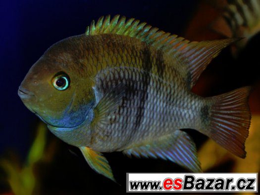 Cichlasoma sajica – fotografie 1
