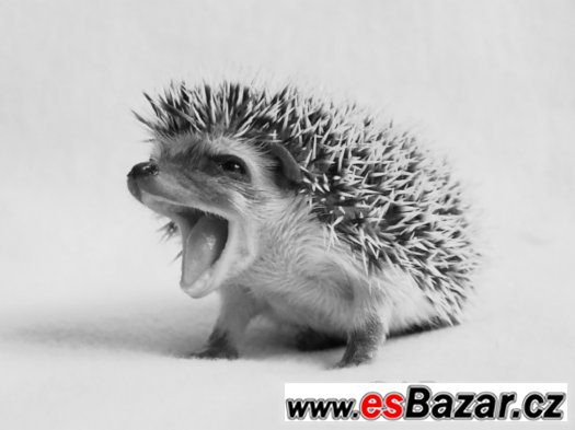 ježek bělobřichý s PP CHS Z Milíčovského lesa – fotografie 1