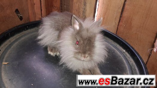 kralicek s teddy genem - lvicek – fotografie 1