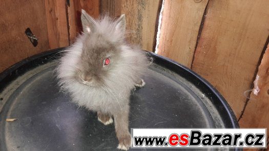 kralicek s teddy genem - lvicek – fotografie 2