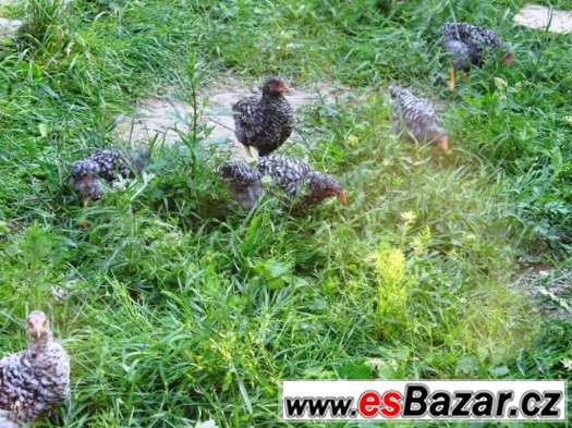 mladí farmářští kohouti – fotografie 2