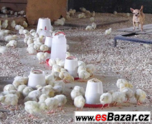 farmářský brojler – fotografie 1