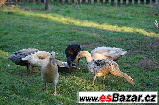 INDICKÝ BĚŽEC, KACHNY 4 MĚSÍCE, slimákožrout – fotografie 2