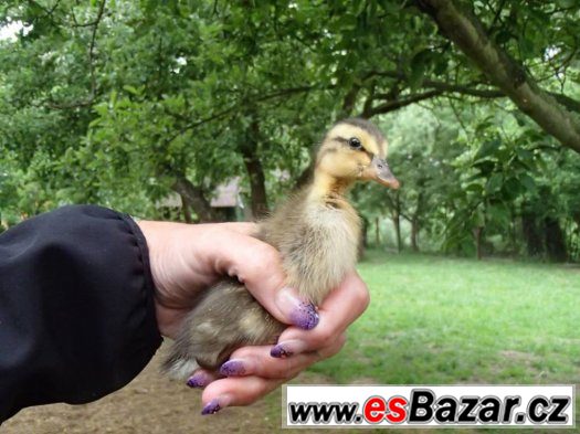 INDICKÝ BĚŽEC, KACHNY 4 MĚSÍCE, slimákožrout – fotografie 3