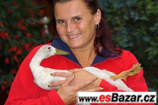 INDICKÝ BĚŽEC, KACHNY 4 MĚSÍCE, slimákožrout – fotografie 5