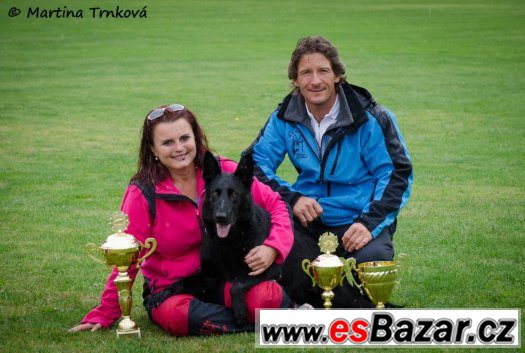 NĚMECKÝ OVČÁK, štěně pejsek na sport a chov – fotografie 3