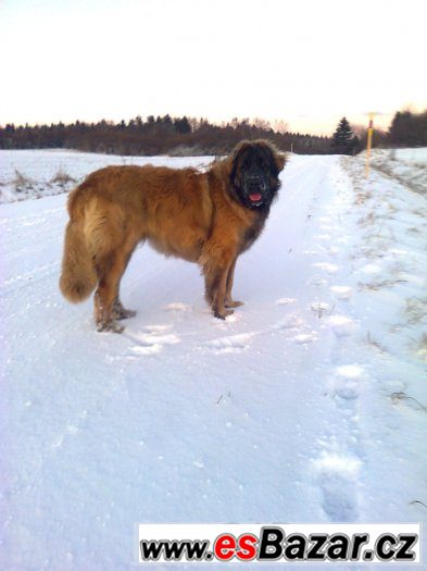 Leonberger s PP ke krytí – fotografie 1
