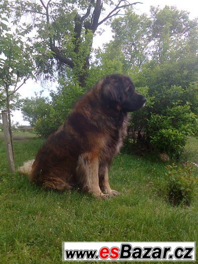 Leonberger s PP ke krytí – fotografie 2