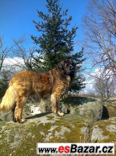 Leonberger s PP ke krytí – fotografie 3