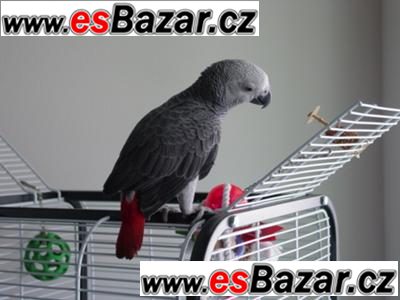 Žako kongo papoušci pro prodej – fotografie 2