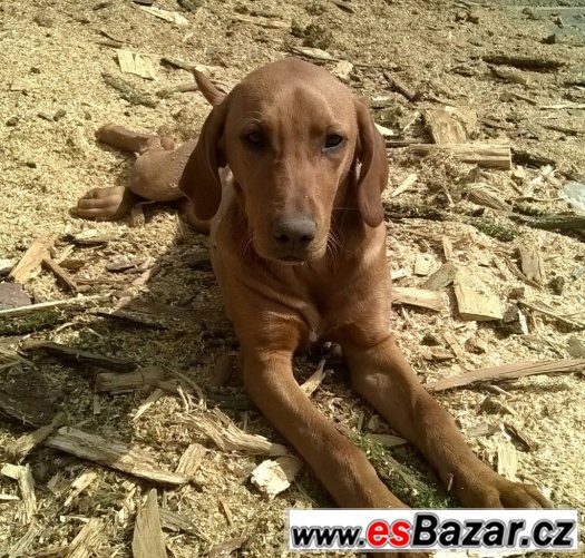 Daruji do dobrych rukou psa Labrador-ridgeback – fotografie 1
