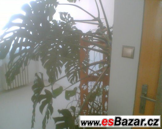 Monstera - velká pokojová rostlina – fotografie 4