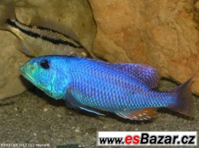Dravce z Malawi