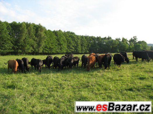 Prodám 3 býčky AA – fotografie 1