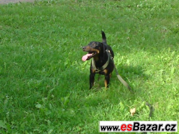 Ztratili se dva psi,prosíme o pomoc – fotografie 4