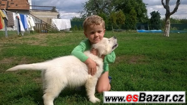 Zlatý retrívr štěňátka s PP – fotografie 2