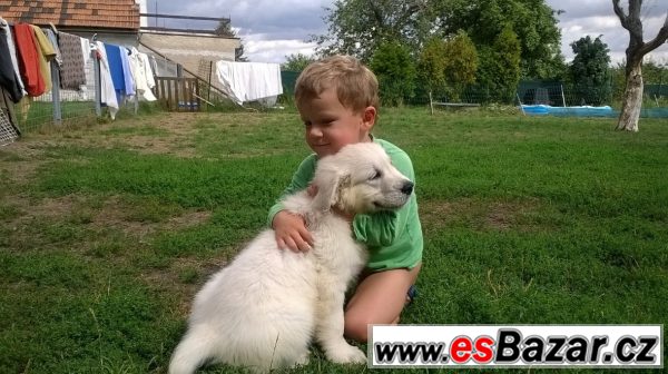 Zlatý retrívr štěňátka s PP – fotografie 3