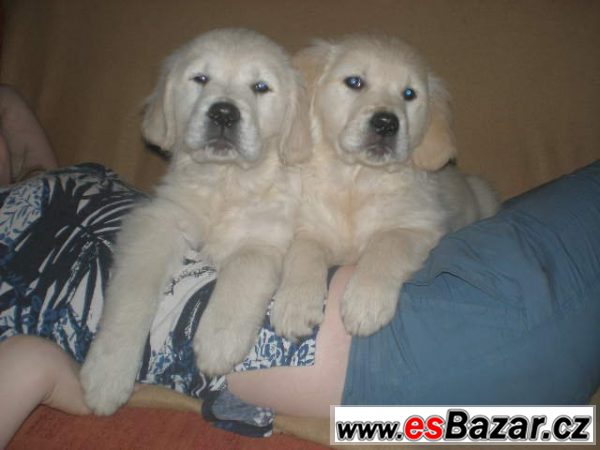 Zlatý retriever s PP – fotografie 1