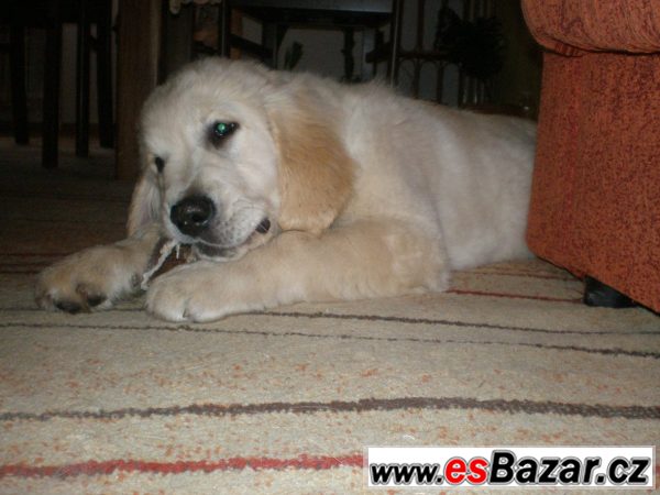 Zlatý retriever s PP – fotografie 2