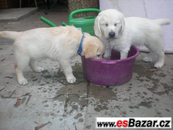 Zlatý retriever s PP – fotografie 3