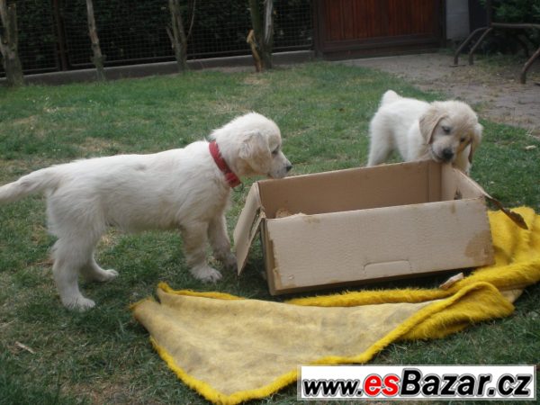 Zlatý retriever s PP – fotografie 4