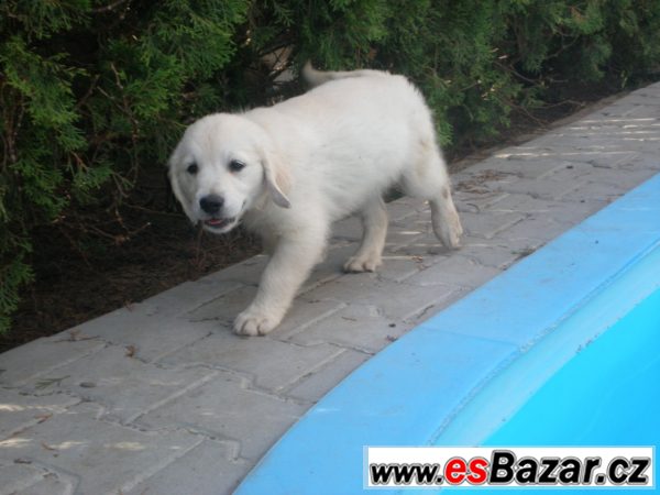 Zlatý retriever s PP – fotografie 5
