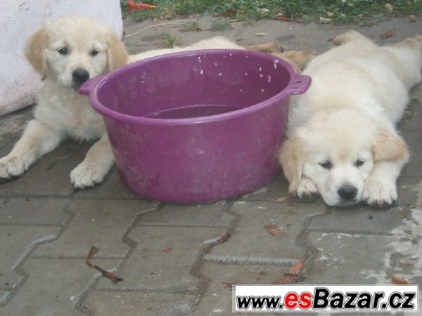 Zlatý retriever s PP – fotografie 6