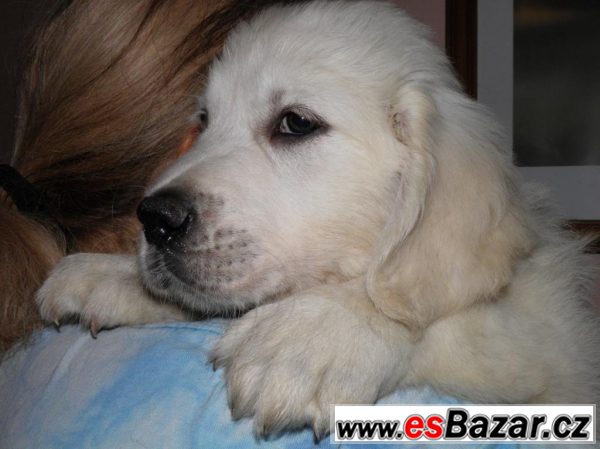 Zlatý retriever -  štěňátka s PP – fotografie 1