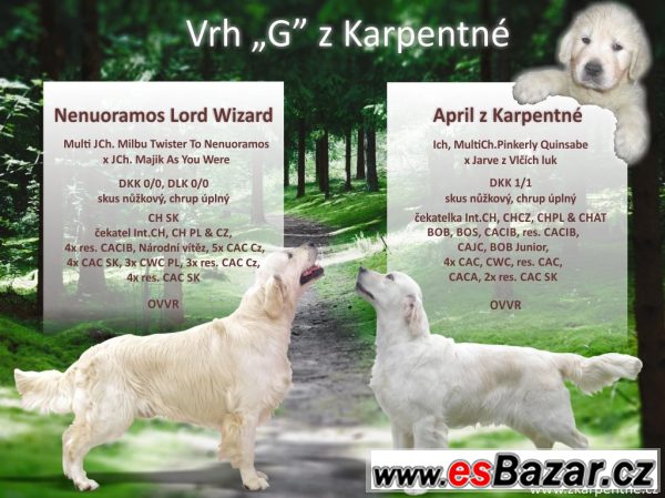 Zlatý retriever -  štěňátka s PP – fotografie 2