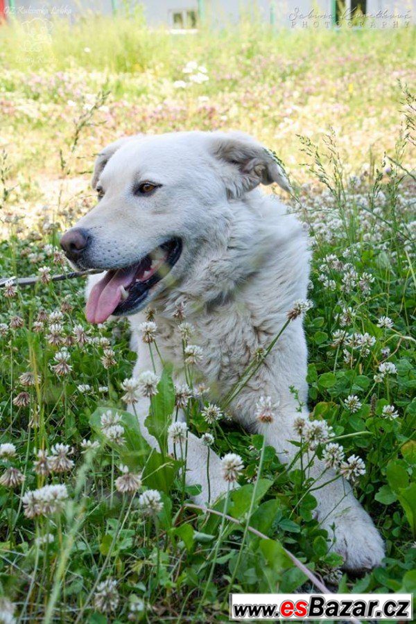 ZEUS - Labradorský retrívr x - pes – fotografie 1