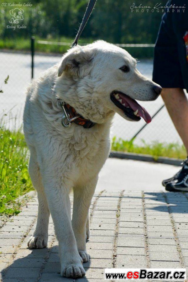 ZEUS - Labradorský retrívr x - pes – fotografie 3