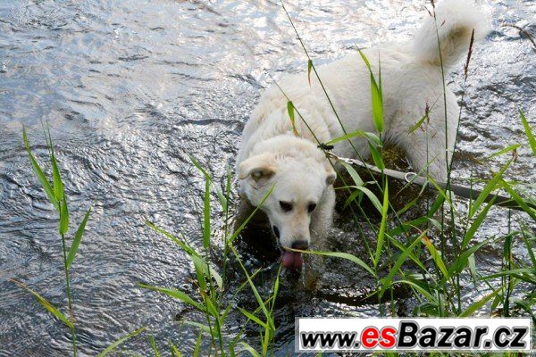 ZEUS - Labradorský retrívr x - pes – fotografie 4