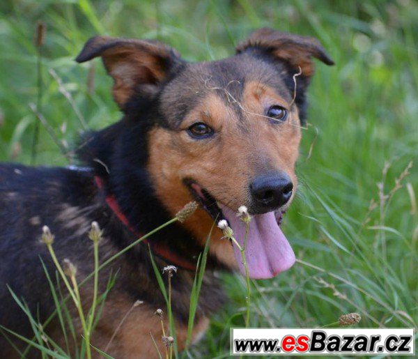 Zak - kříženec - pes – fotografie 2