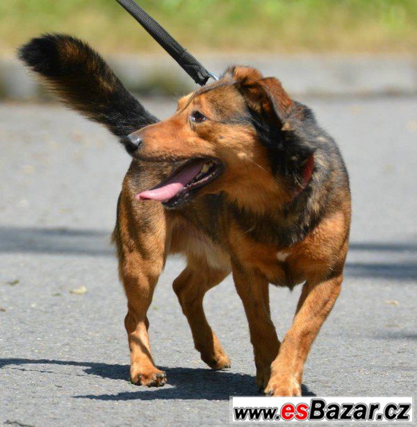 Zak - kříženec - pes – fotografie 3