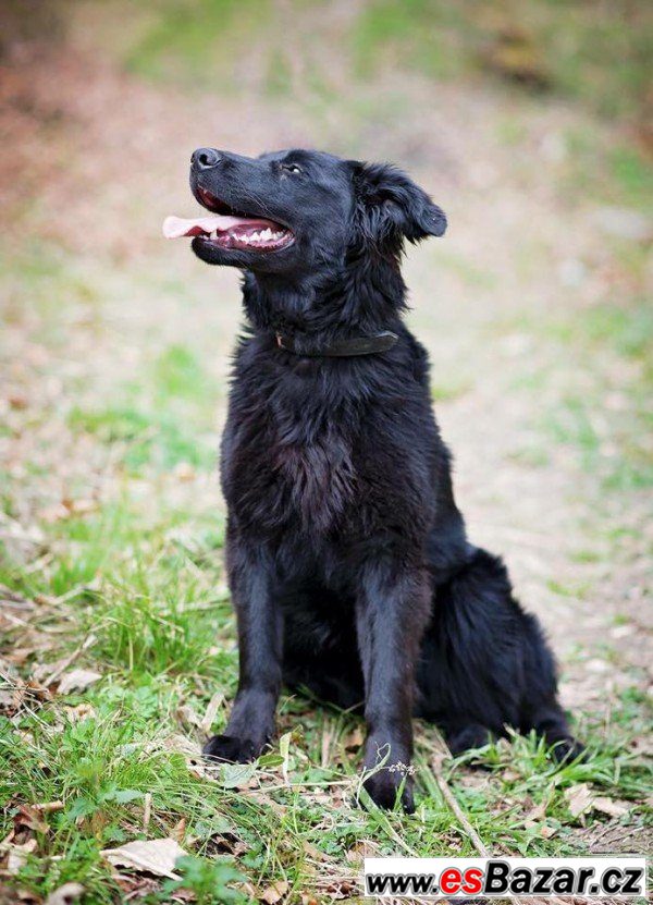 ZARA - Flat Coated retriever  – fotografie 1