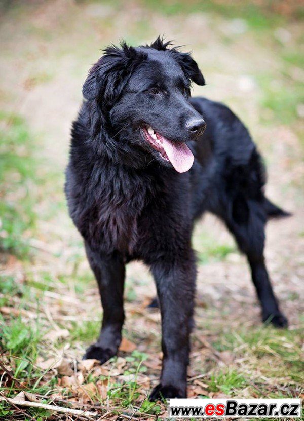 ZARA - Flat Coated retriever  – fotografie 2