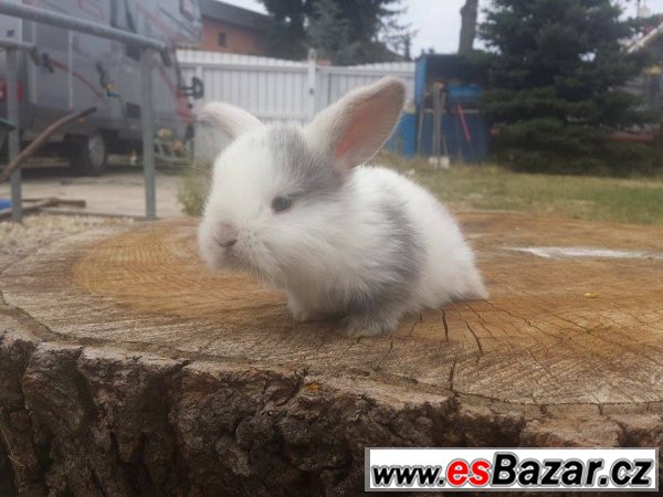 Zakrslí vymazlení králíčci – fotografie 1