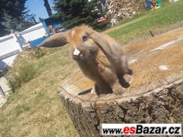 Zakrslí vymazlení králíčci – fotografie 2
