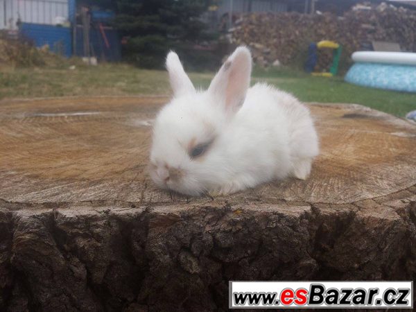 Zakrslí vymazlení králíčci – fotografie 5