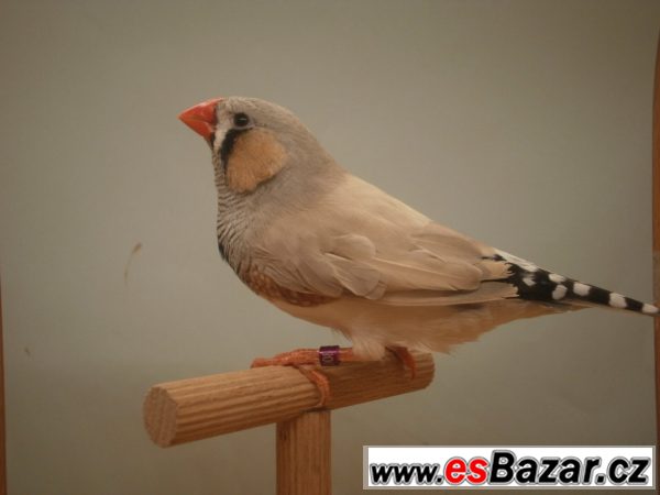 Zebřička pestrá - výstavní – fotografie 2