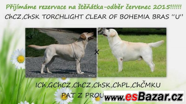 Žlutá štěňata labradora s PP – fotografie 1